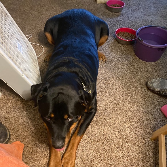 Meet your Posher, Tonya - Picture 1 of 1